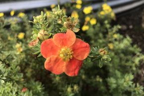 Potentille arbustive 'Marian Red Robin'