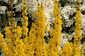 Forsythia, Boucle d'or, 'Mikador�'