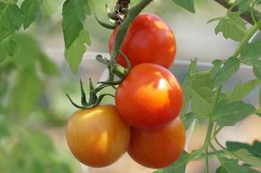 Tomate de plein champ OpenSky� 'ClimbingTom'�
