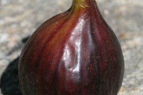 Figuier 'Columbaro Nero'