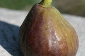Figuier 'Columbaro Turca'