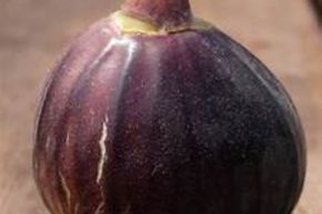 Figuier 'Early Violet'