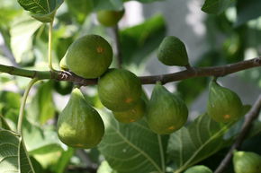 Figuier Gustis� 'Filacciano Verde'