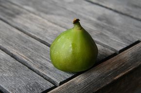 Figuier Gustis� 'Ficcolino�'