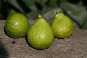 Figuier 'Gentile'