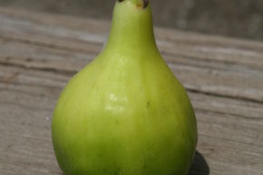 Figuier 'Green Ischia'