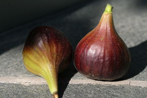 Figuier 'Grise Olivette'