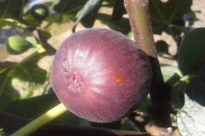 Figuier 'Hardy Chicago'