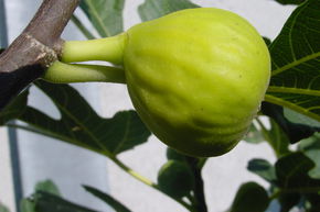 Figuier 'Marseillaise'