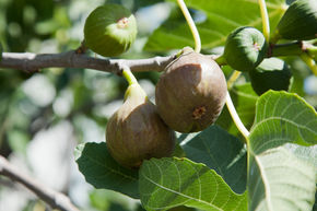 Figuier 'Vie de jardin naturel'