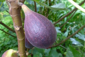 Figuier 'Negronne' (synonyme Califfo Blue)
