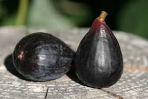 Figuier 'Noire de Caromb'