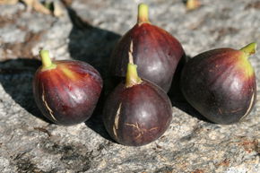 Figuier 'Ronde de Bordeaux'