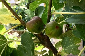 Figuier Gustis� 'Hellas'
