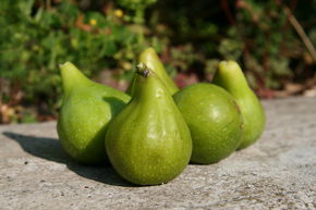 Figuier Gustis� 'Teglio'