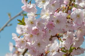Cerisier du Japon de printemps 'Accolade' - haute tige