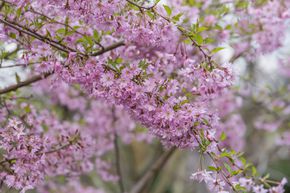 Cerisier de printemps 'Fukubana'