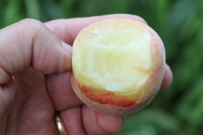 Fruttoni� Peachly� 'White'