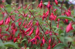 Fuchsia de Magellan 'Bernisser Hardy'