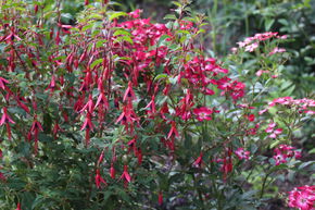 Fuchsia de Magellan 'Gracilis'