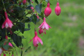 Fuchsia de Magellan 'Lady Thumb'