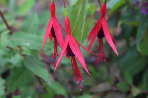 Fuchsia de Magellan 'Riccartonii'