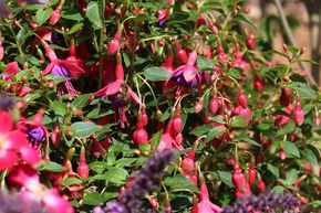 Fuchsia de Magellan 'Tom Thumb'