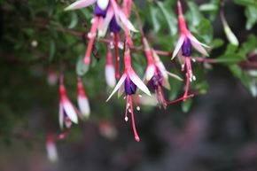 Fuchsia de Magellan 'Arauco'