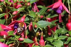 Fuchsia rustique 'Tom Thumb'