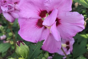 Hibiscus, guimauve 'Ardens'
