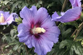 Hibiscus, Alth�a 'Marina' - bleu