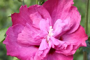 Hibiscus 'Purple Ruffles�'