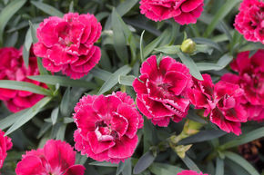 �illet rose (lot de 8)