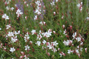 Gaura 'Whirling Butterflies'