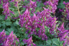 Pied d'alouette pourpre 'Purple Bird'