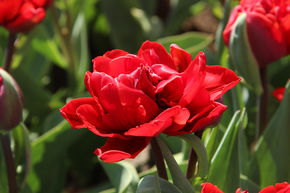 Tulipe � fleurs doubles 'Red Princess'