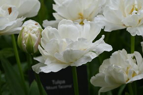 Tulipe double 'Mount Tacoma'�