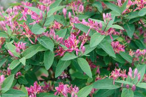 Ch�vrefeuille 'Hacks Red'