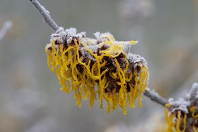 Hamam�lis jaune 'Barmstedt's Gold'