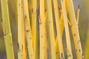 Cornouiller jaune 'Buds Yellow'
