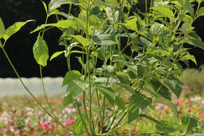 Cornouiller � feuilles jaunes 'Flaviramea'