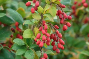Berb�ris commun