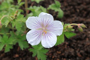 G�ranium 'Derrick Cook'
