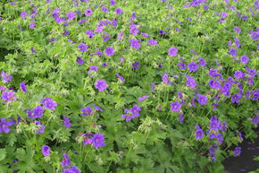 G�ranium vivace 'Vital'