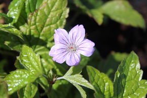 G�ranium noueux