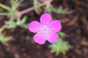G�ranium 'Elsbeth'