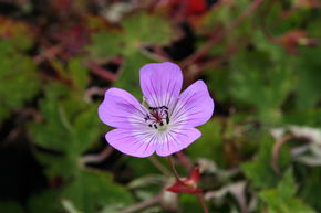 G�ranium vivace 'Bloom Time'