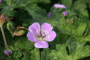G�ranium wallichianum 'Sweet Heidi