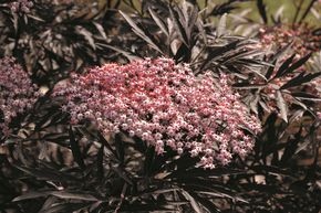 Sureau noir 'Black Lace�'