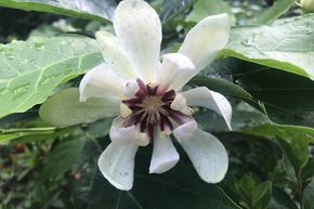 Arbre aux an�mones 'Venus'